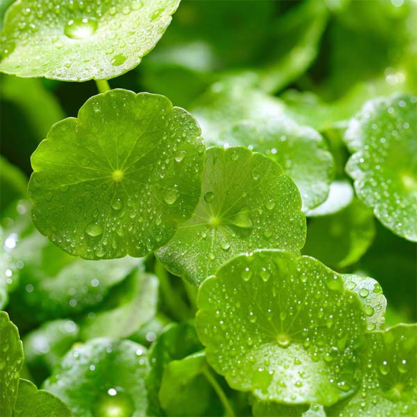 Estratti di Centella Asiatica